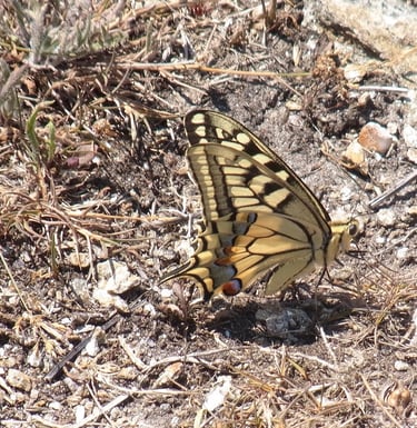 Machaon, papillon de jour sur un site d'étude