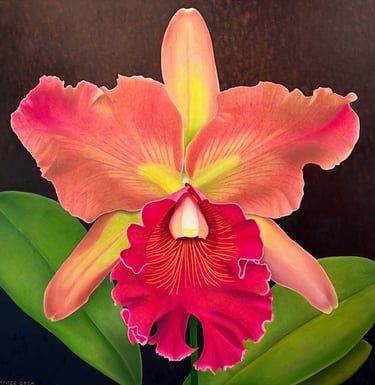 Fuchsia Cattleya