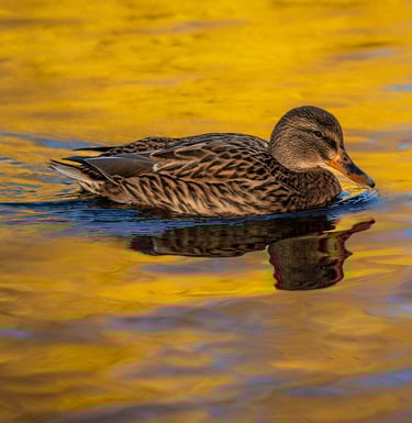 a duck swimming in Lake Texoma