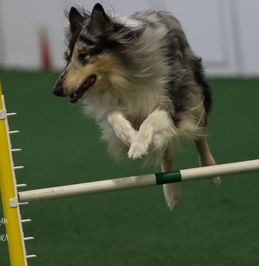 Rough Collie Agility, Blue Merle, Blue Indian Corn