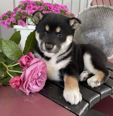 Shiba Inu puppies for sale