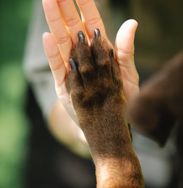 a dog paw paw paw paw paw paw paw paw paw paw paw paw paw paw