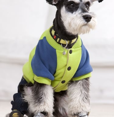 Un perro Schnauzer miniatura con una colorida chaqueta de forro polar azul y verde lima y botas.