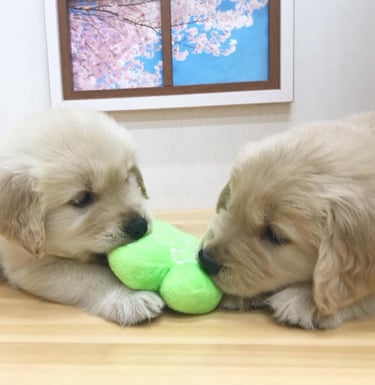 Golden retreiver