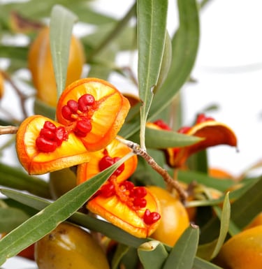Close-up of bright orange Pittosporum Angustifolium seed pods with sticky red seeds and green leaves