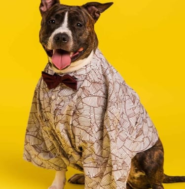 Un pit bull  usando una camisa café con patrones de rayas y moño