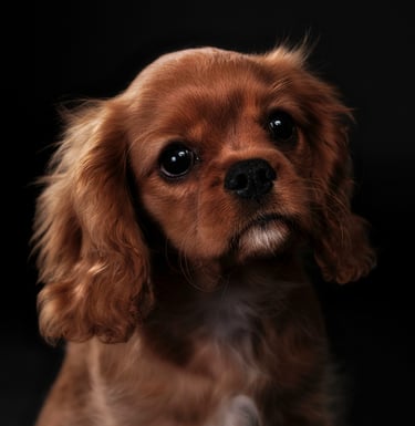 a dog is sitting on a black background