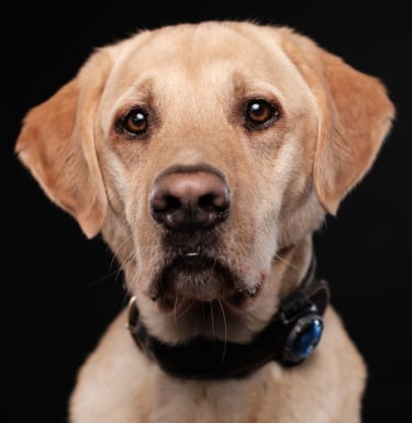 a dog is sitting in front of a black background labrador