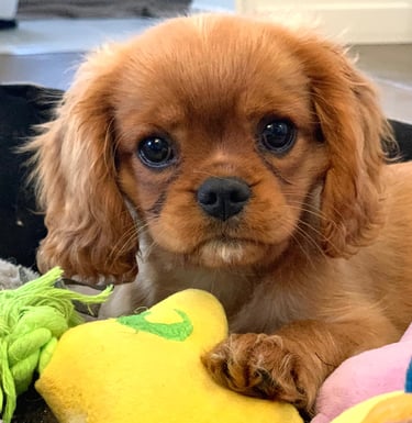 Comportementaliste canin à Sapignies