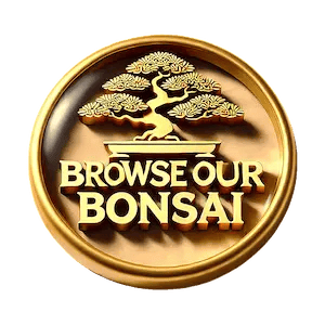 Decorative Medallion used as a button for link to view bonsai trees for sale.