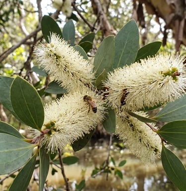 Melaleuca quinquenervia blossoms