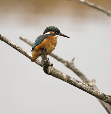 Eisvogel auf Ast – Beispiel aus dem Fotokurs Tierfotografie Basel.