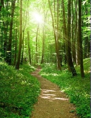 chemin en forêt lumineuse symbolisant le bien-être et les bienfaits de la sophrologie au quotidien