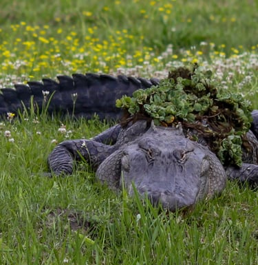 Huge American Aligator hiding in the grass with a menacing smile