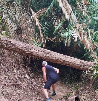 thailand khao lak lam ru hat lek nature trail 
