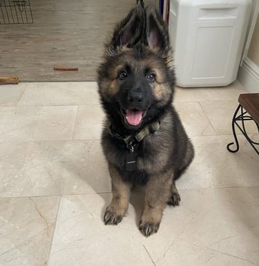 German Shepherd Puppies for Sale