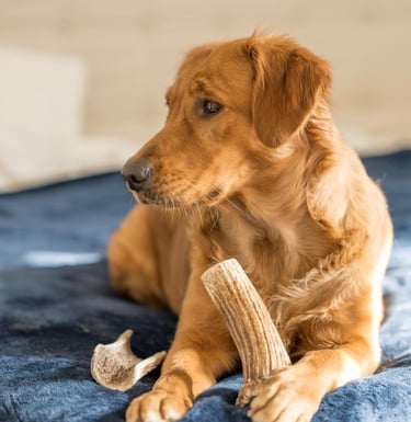 golden retriever chewing 