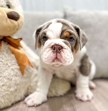 English Bulldog Puppies for Sale