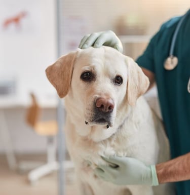 male-vet-examining-yellow-lab-600x600