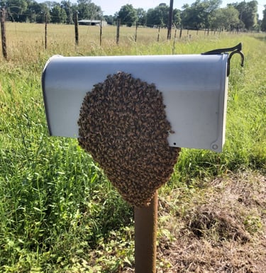 swarm of honeybees on mailbox