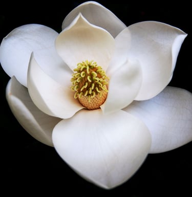 Holistic menopause coaching