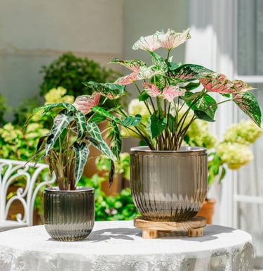 2 pack self watering planters in light grey with built in drainage system for indoor plants