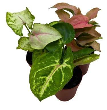 Syngonium podophyllum (Arrowhead Plant) growing in LECA clay pebbles in a semi-hydroponic setup