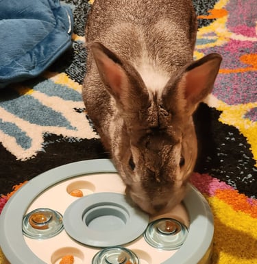 Ensure Pet Care, In-home pet sitting for rabbits at Bethesda