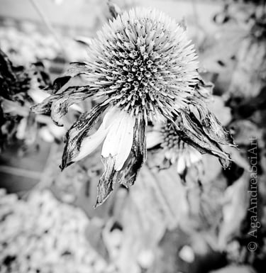 Krakow walks. Sony Xperia XZ Premium