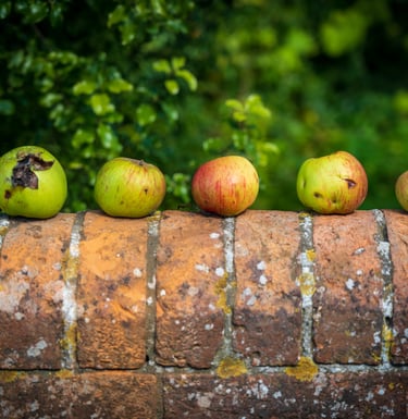 apples are sitting on a brick wall in a row