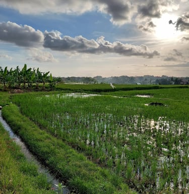 arrozal Bali Canggu Utara 2026