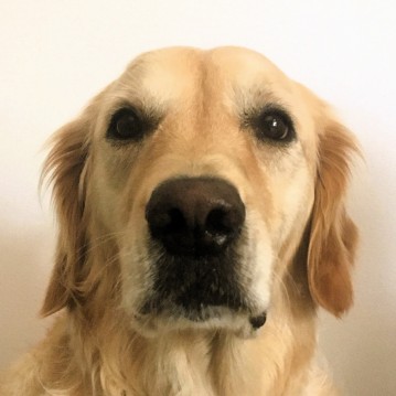 Un chien de race golden retriever assis sur son couchage avec un mur blanc dans le fond