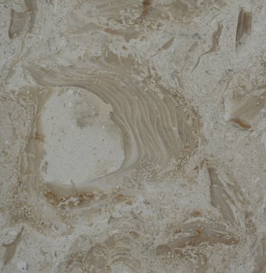 Shells Reef Beige Honed Shell Stone