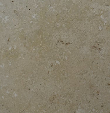 TA Coral Semi Polished Shell stone