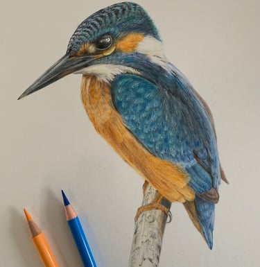 Kingfisher portrait