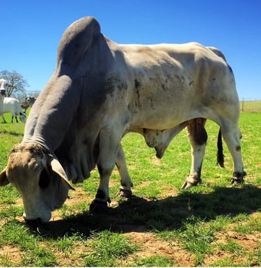 KCC Brahman Bull