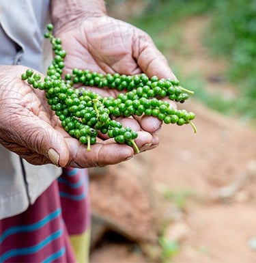 a person holding a bunch of green peas