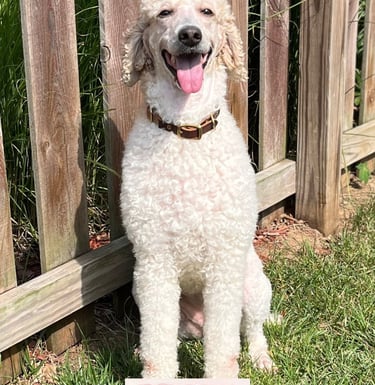 Gemma poodle in front of fence