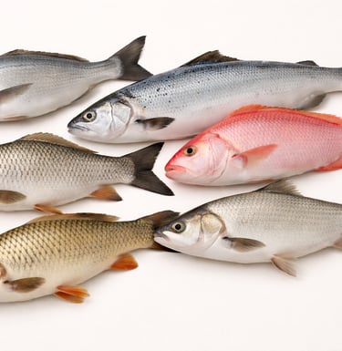 Frozen fish assortment display featuring whole fish varieties for halal seafood export