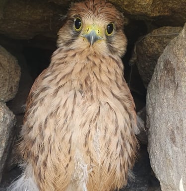 bébé Faucon tres mignon