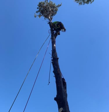 Arborist is climbing a tree with ropes to remove it
