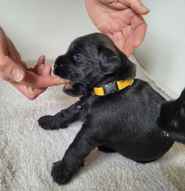 Un Diamant Noir découvre la bouille