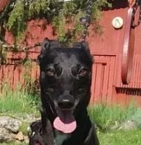 whippet jalostusurokset suomessa