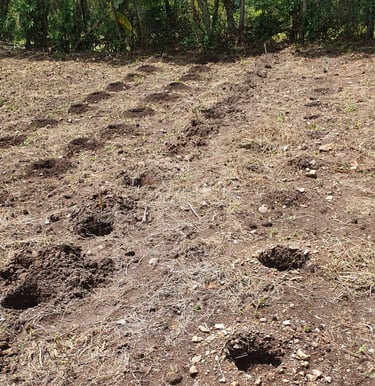 Huecos para siembra de café