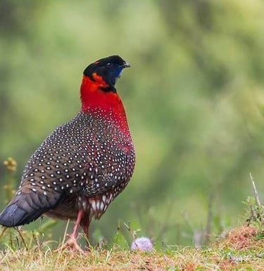 Satyr_Tragopan_Spotted_At_Thrumseng_La_Pass