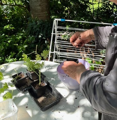 Bouturage d'une plante
