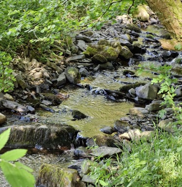 a stream running through a lush green forest at teifi meadows