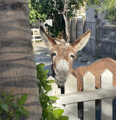 Donkeys of Grand Turk