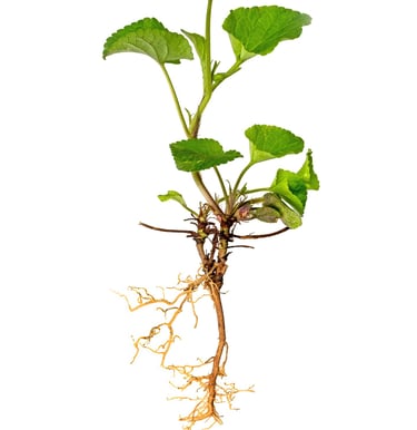 Root Plan - Essential Website Management