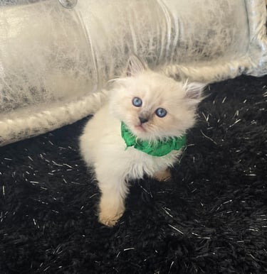 Texas Siberian kitten